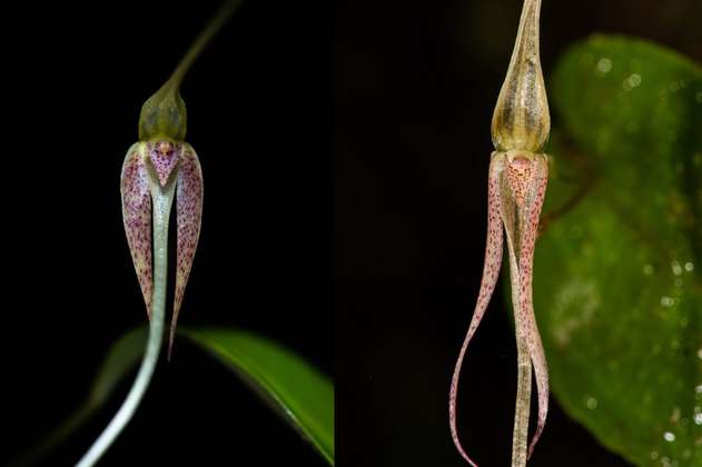 Nueva especie de orquídea fue encontrada en Dagua, Valle del Cauca