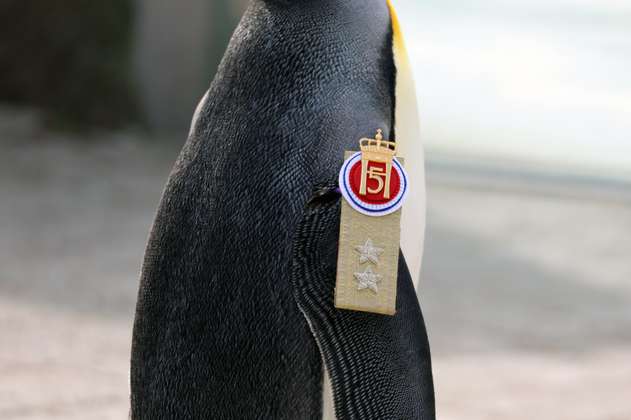 Este pingüino ocupará el tercer cargo más alto en las Fuerzas Armadas de Noruega