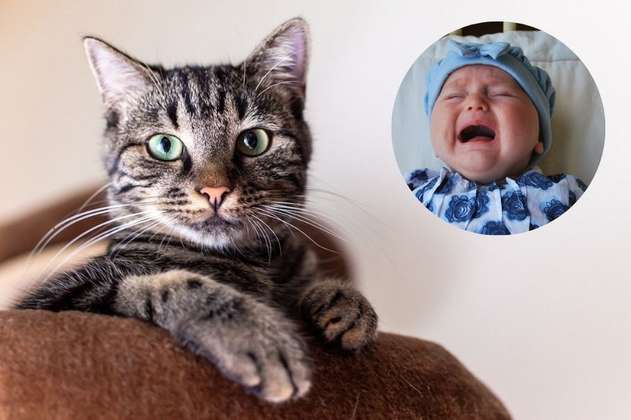 Las mil razones por las que es mejor tener un gato que un hijo: “Nunca defraudan”