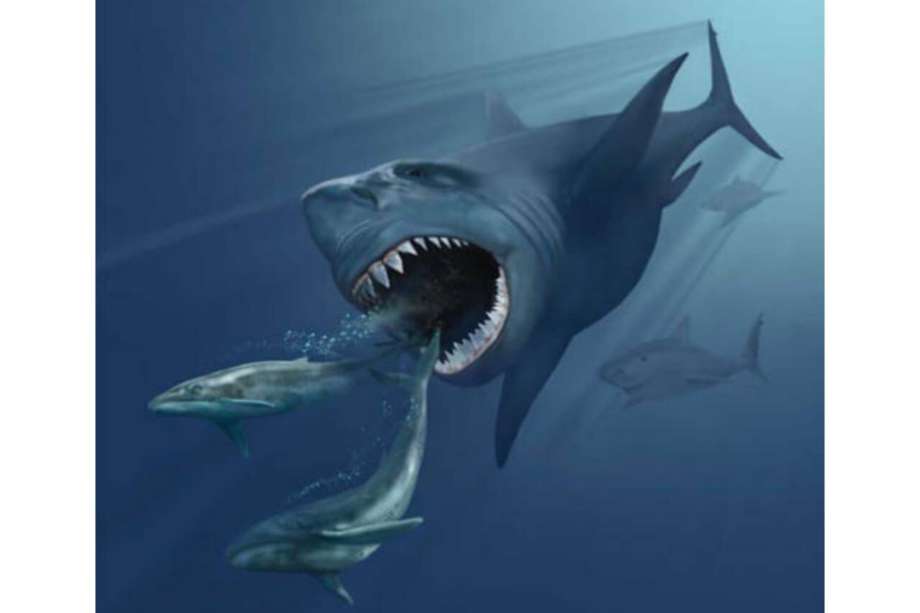 Los investigadores analizaron conjuntos de dientes fósiles de 11 tiburones individuales, que representan cinco especies, incluido el megalodón, su pariente cercano y los grandes tiburones blancos modernos.