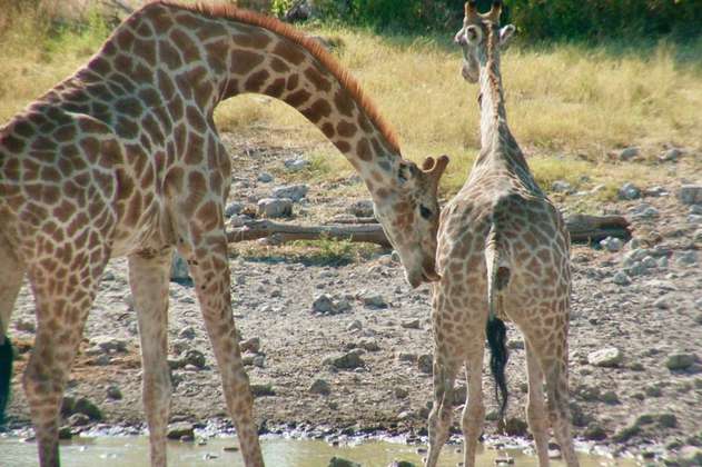 El aumento de las lluvias amenazaría la supervivencia de las jirafas, ¿por qué?