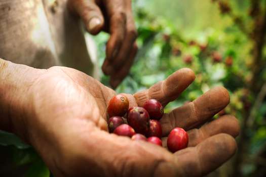 El campesino no pudo ampliar su cultivo de café porque le tocó un terreno con una parte que es área protegida. / Unidad de Restitución de Tierras