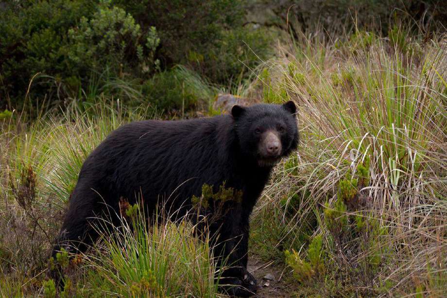 El oso andino es una especie que está en peligro de extinción por la pérdida y degradación de sus hábitats.
