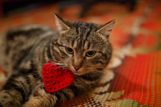 ¿Odia San Valentín, pero ama a los gatos? Así puede ayudar a este refugio animal