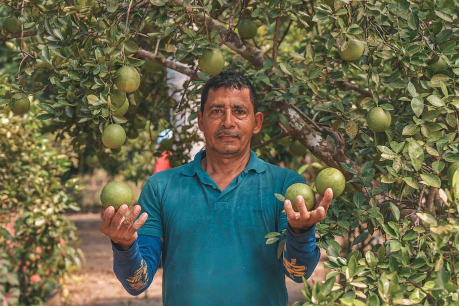El limón Tahití hace parte de la lista de principales cultivos permanentes de los departamentos del Caribe.