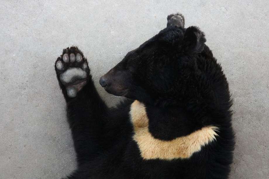 Un oso malayo que se paraba en sus dos extremidades inferiores captó la atención de los visitantes al zoológico y fue acusado de ser un ser humano puesto allí para engañarles. 