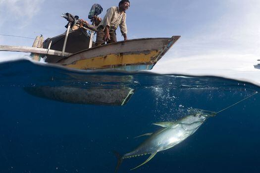 Las amenazas al océano ponen en riesgo  US$2,5 billones.  / Juergen Freund  - WWF