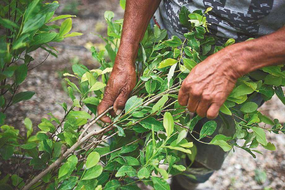 El Catatumbo es una de las regiones con más coca cultivadas en el país, con más de 41.000 hectáreas según la más reciente medición de UNODC.