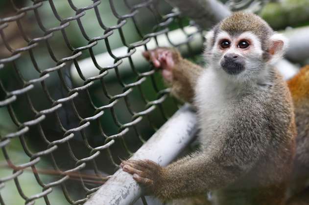 ¿Qué pasará con los 108 monos que, presuntamente, fueron maltratados en Cali? 