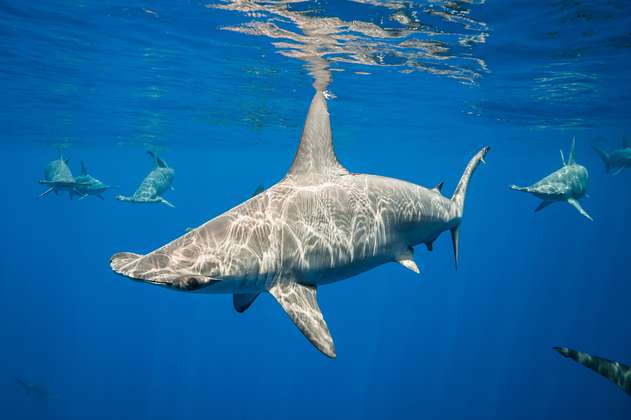 El secreto de cómo los tiburones martillo conservan calor en aguas frías