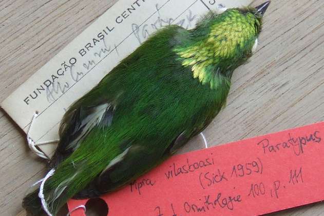 El saltarín coronidorado, la primera ave híbrida del Amazonas