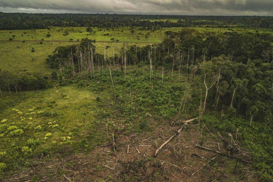 Se estima que anualmente en el mundo se pierden 10 millones de hectáreas de bosques. / Luis Barreto - WWF