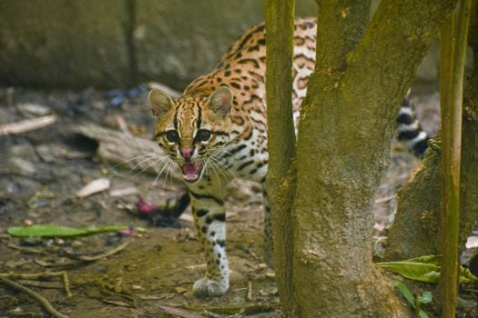 El ocelote es una de las seis especies de felinos nativos de Colombia y la tercera en tamaño después del jaguar y el puma.