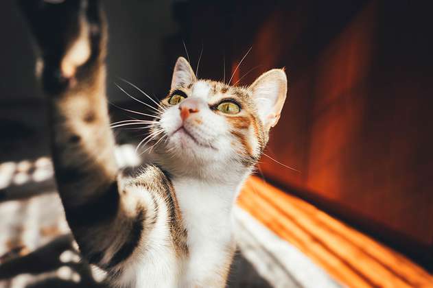 4 consejos que debes seguir si dejas a tu gato solo en casa