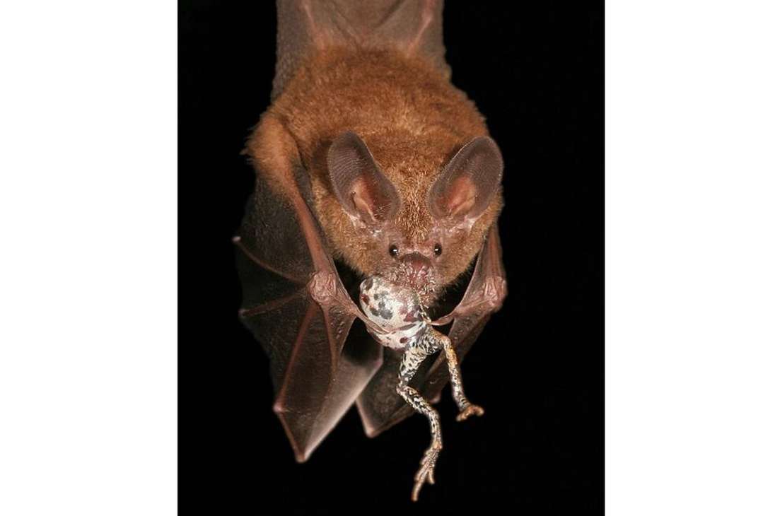 Un murciélago localiza su cena sintonizando la transmisión de una rana para atraer a una pareja.