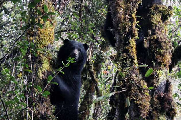 Indignación en Cundinamarca por asesinato de oso andino baleado por cazadores