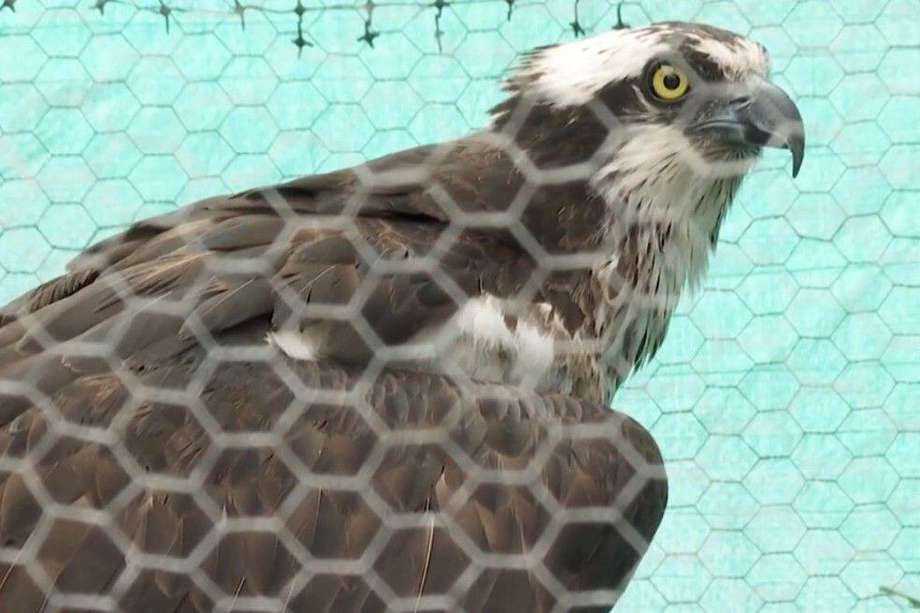 Águila pescadora que fue rescatada tras recibir disparos de perdigones.