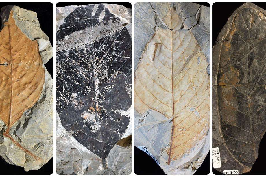 El grupo de científicos liderados por el paleontólogo Carlos Jaramillo y la paleobotánica Mónica Carvalho, analizaron más de 50.000 granos de polen y más de 6.000 hojas fósiles para reconstruir cómo eran los bosques tropicales en la era de los dinosaurios.