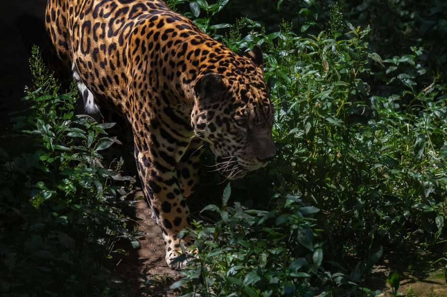 El jaguar (Panthera onca) es el felino más grande de América. /Diego Pérez - WWF