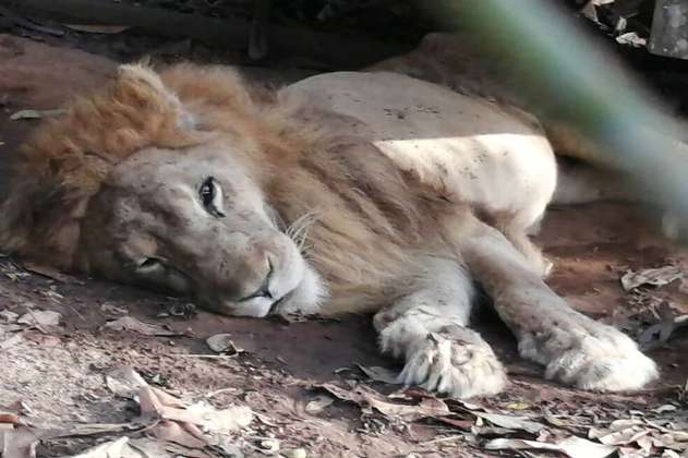 Júpiter, el león que agoniza en un zoológico de Córdoba