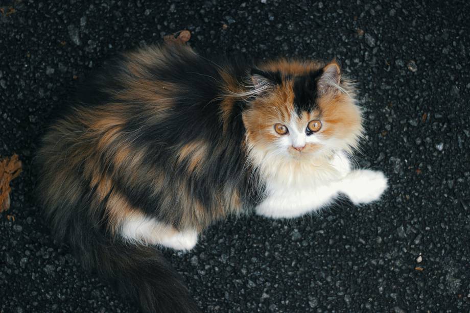 El gato persa actual es originario de Rusia. 