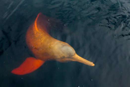 (Foto de referencia) Desde enero de 2019, el delfín rosado pasó de estar en la categoría Datos Insuficientes de la UICN a En Peligro, la penúltima categoría antes de la extinción. Entre un 33% y 55% de las especies marinas con datos insuficientes estarían en peligro de extinción.
