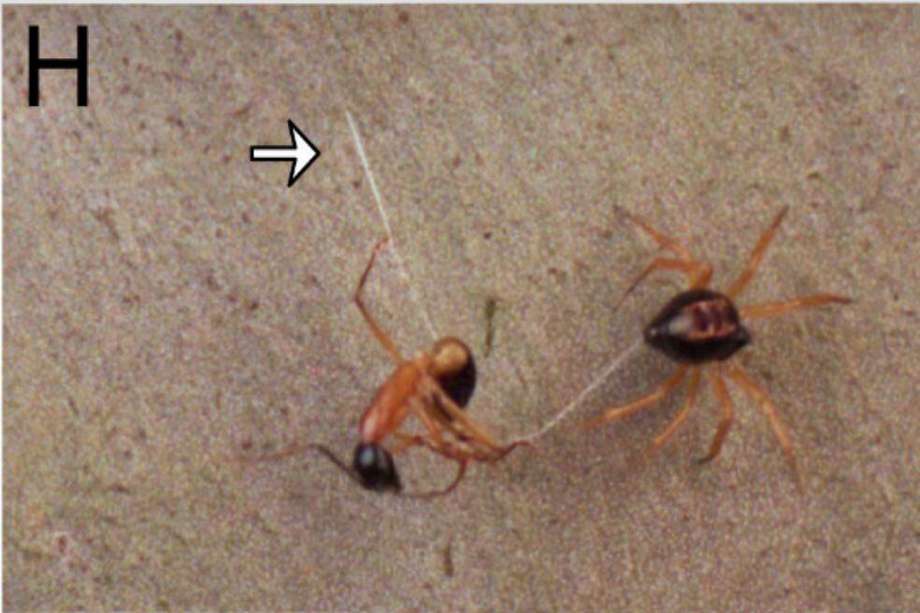 La araña (Euryopis umbilicata) rodeando a las hormigas Camponotus que la superan en tamaño. 