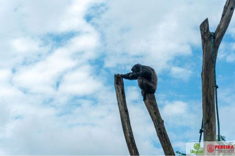 Chita, de más de 40 años, fue una de las chimpancés que tuvo que ser sacrificada luego de su escape. /Bioparque Ukumarí