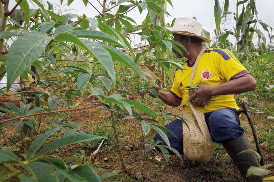 La Asociación de Campesinos de La Pedregosa le apuesta a seguir sembrando comida para hacerle frente al avance de los cultivos de coca. / Natalia Romero