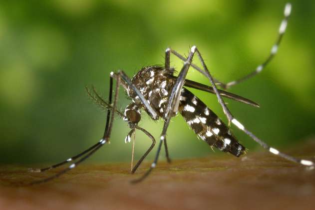 Los mosquitos, ¿por qué prefieren picar más a unos que a otros?