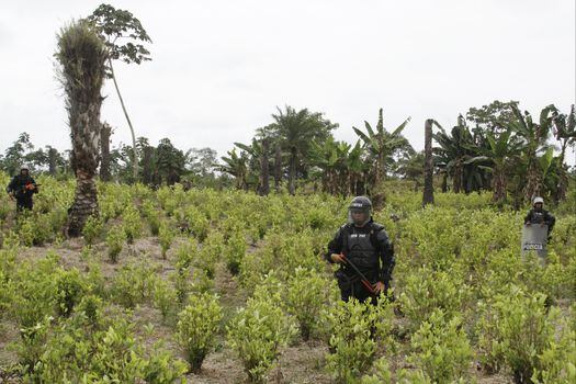 Entre agosto de 2018 y junio de 2019 se destruyeron 66.528 hectáreas de coca, 27% más que en el año anterior.  / Archivo El Espectador