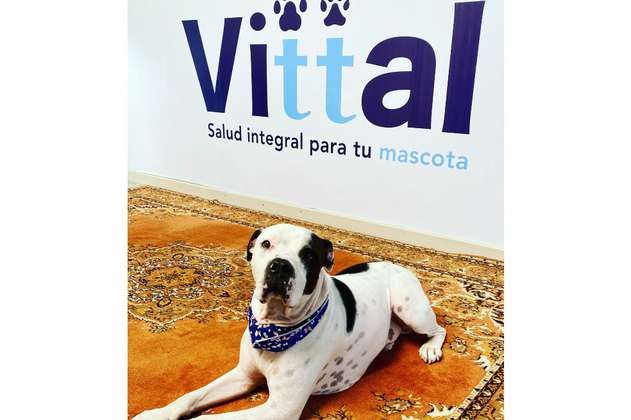 La Red Zoocial y Vittal EPS regalarán 1.000 planes de salud para perros y gatos