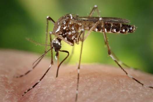 Ya son más de 340 los casos de contagiados por virus zika en Colombia