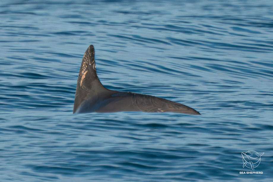 Una vaquita marina nada durante una misión de censo realizada por Sea Shepherd Conservation Society y las autoridades mexicanas como parte de los esfuerzos para salvarla. 