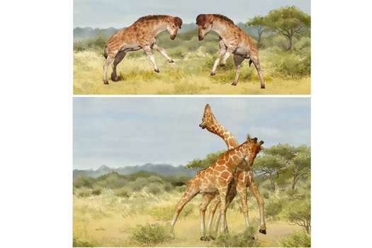 La ilustración de artistas muestra cómo el antepasado de la jirafa se habría peleado a cabezazos con otros machos.