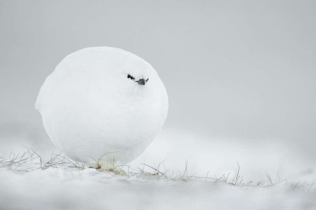 "Bola de nieve". Jacques Poulard captó en una foto a este urogallo blanco que estaba bien preparado para el frío. 
“Estas fotos fueron tomadas en Spitzberg, en un invierno muy frío, el urogallo blanco se acerca a mí y parece una bola de nieve con ojos”, asegura.