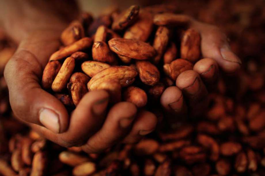 El cacao es una de las principales cadenas productivas en Arauca. 
