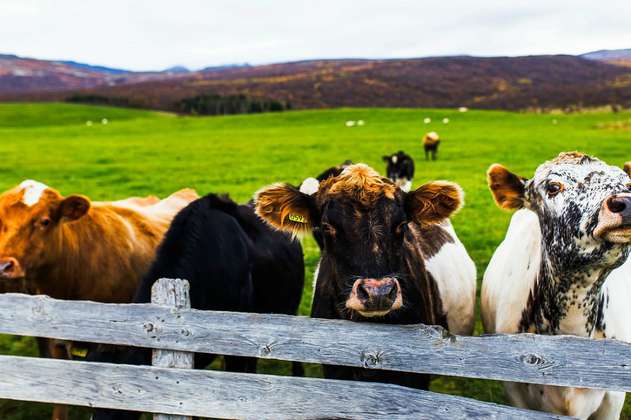 Los eructos de las vacas contribuyen, en gran medida, al efecto invernadero
