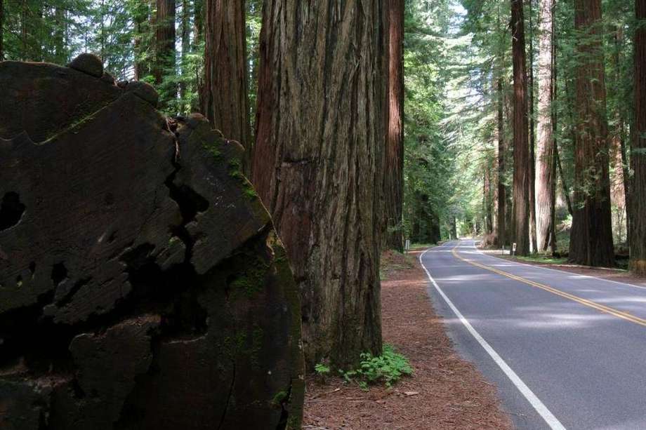 Varios ejemplares de Sequoia sempervirens, árboles muy longevos que pueden cumplir entre 2.000 y 3.000 años.