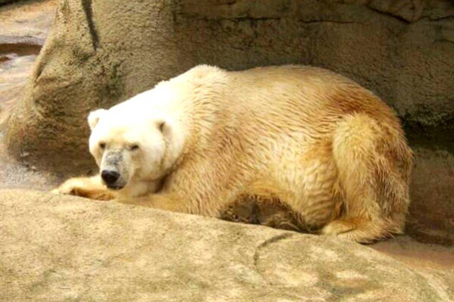 Una pena de amor se llevó al último oso polar de África