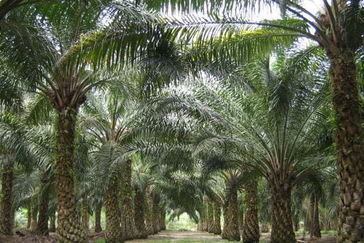Cultivo de palma africana.  / El Espectador