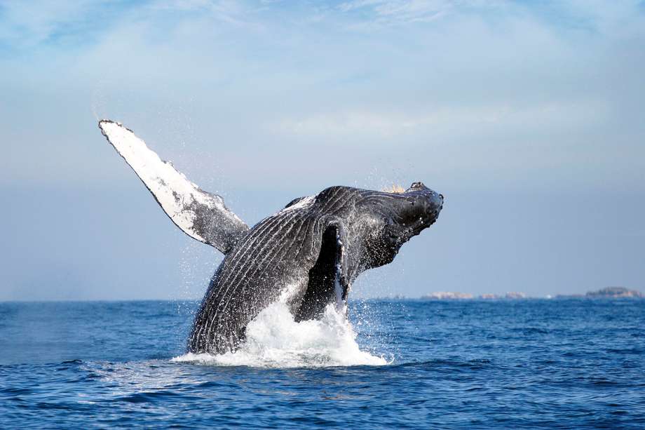 Cuando elija una excursión de avistamiento de ballenas, opte por las que operan embarcaciones más pequeñas, ya que producen menos ruido y perturban lo mínimo a las ballenas.
