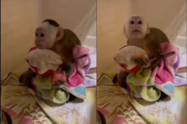 ¡Buenas noticias! Rescatan a un mono capuchino que estaba en cautiverio en Envigado