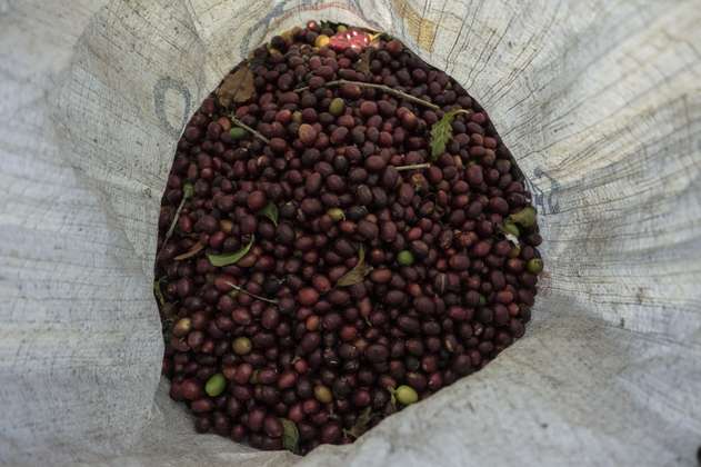 Advierten sobre riesgo de aumento de trabajo infantil en países productores de café
