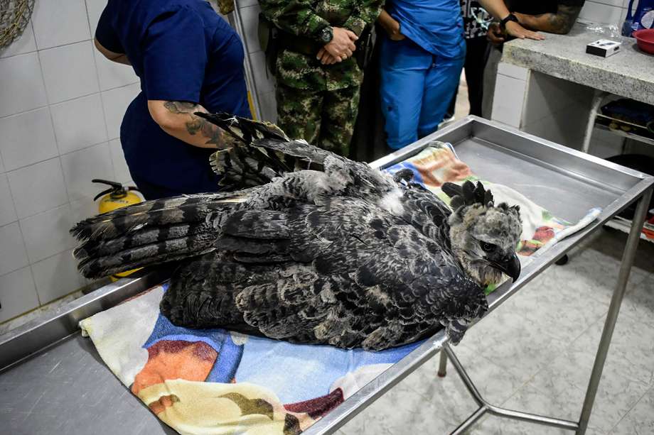 Miembros del Ejército Nacional revisando un águila arpía rescatada en Florencia, Caquetá. 
