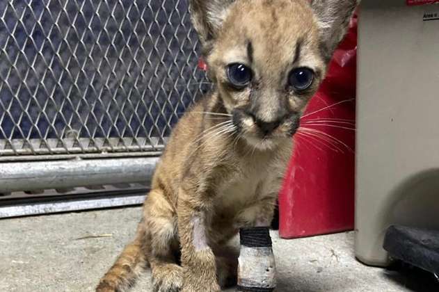 Puma bebé rescatada en Antioquia fue trasladada a zoológico de Cundinamarca