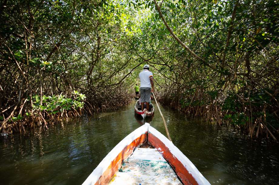 La mayoría de los manglares que hay en Colombia están ubicados en el Pacífico. /WWF-US / Keith Arnold