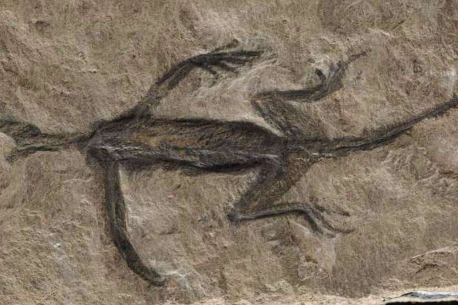 "Tridentinosaurus antiquus" el fósil de 280 millones de años de antigüedad que resultó ser falso. /DR. VALENTINA ROSSI