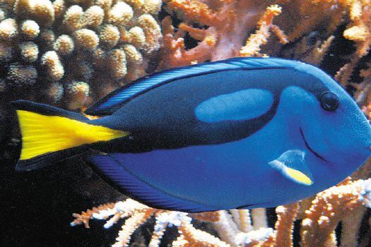 Tal y como pasó con Buscando a Nemo, individuos de esta especie están siendo capturados para venderlos como mascotas.  / / Wikimedia - Creative Commons