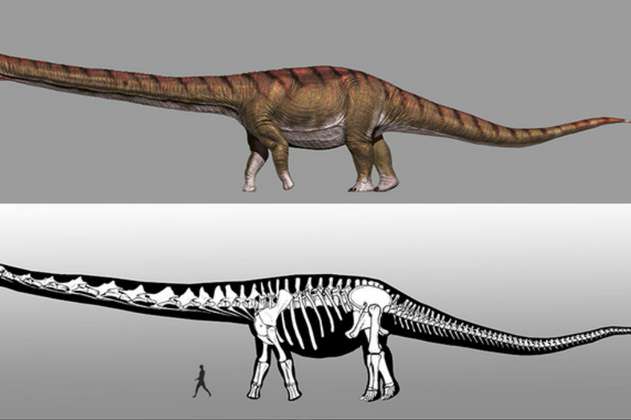 Nombran al dinosaurio más grande del mundo y revelan que medía casi 40 metros